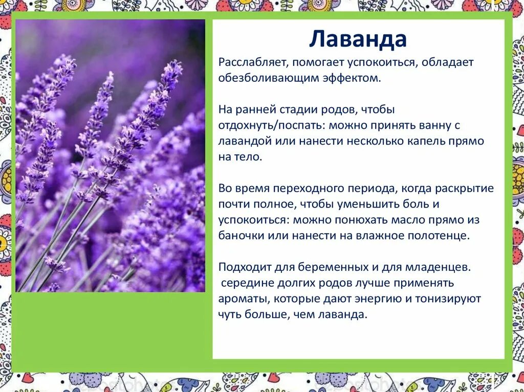 Лаванда цветок описание