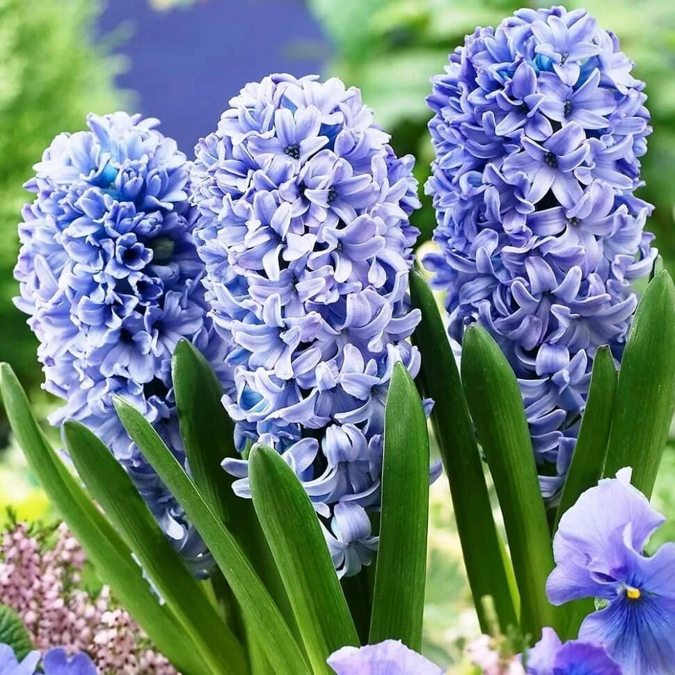 Гиацинт Делфт Блю. Гиацинт Delft Blue. Hyacinthus orientalis гиацинт Восточный. Гиацинт Блу айз. Почему не цветет гиацинт