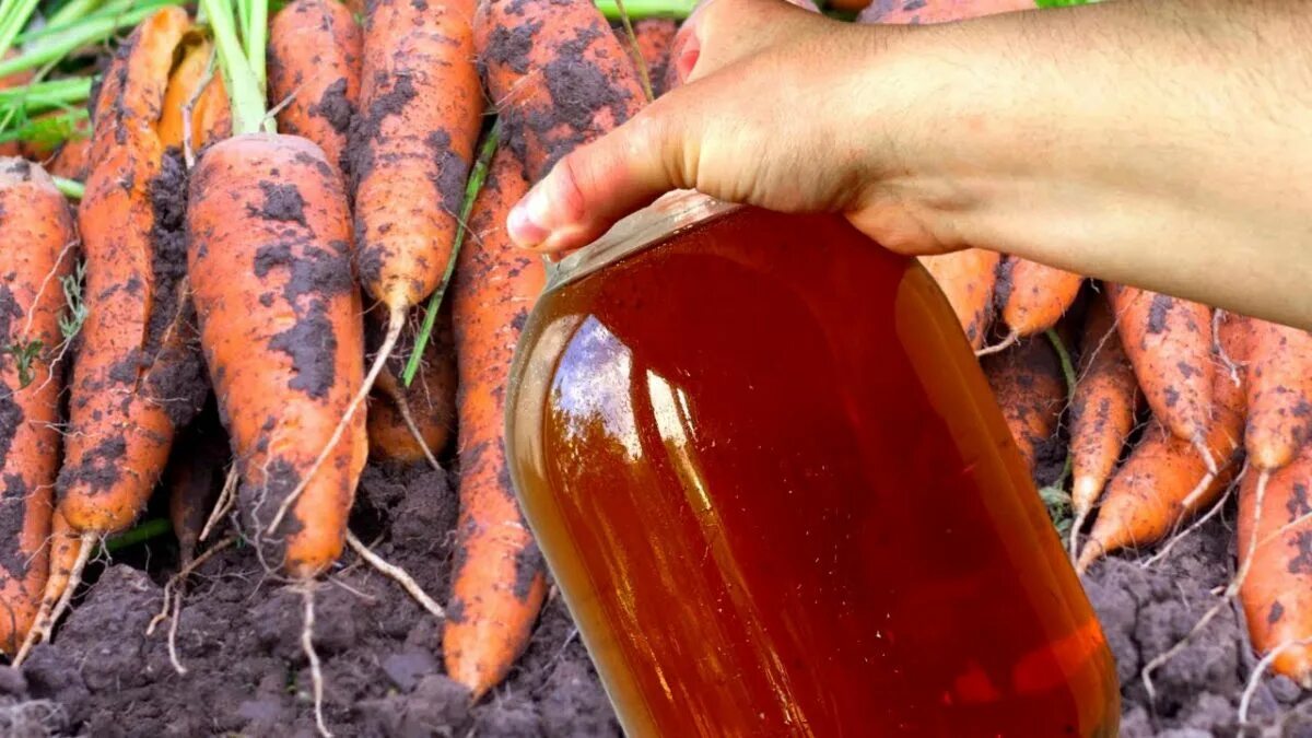 Удобрение для моркови. Полив моркови. Марганцовка для морковки. Морковь в августе.