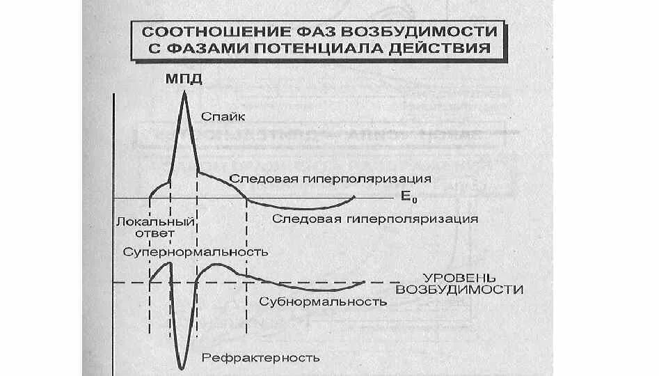 Фазы потенциала действия и фазы возбудимости. Фазы потенциала действия фаза изменения возбудимости. Соотношение фаз возбудимости с фазами Пд. Фазы возбудимости и их соотношение с фазами потенциала действия..