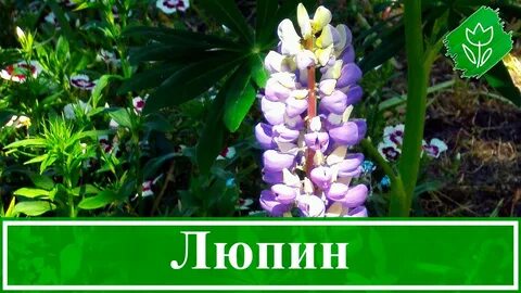 Посев семян люпина
