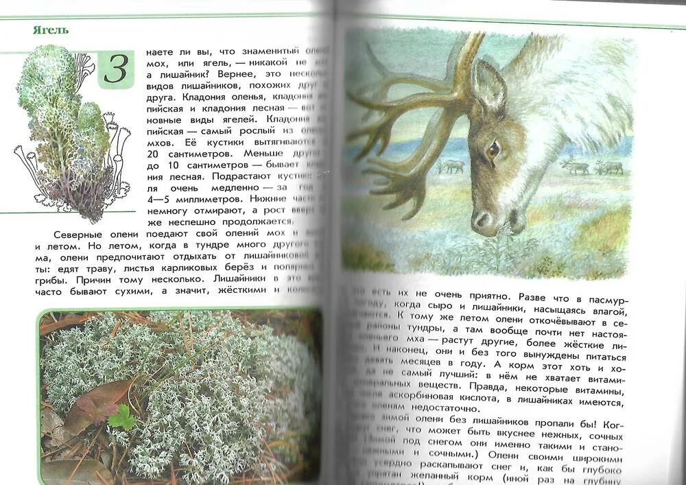 Книга зеленые страницы бабочки