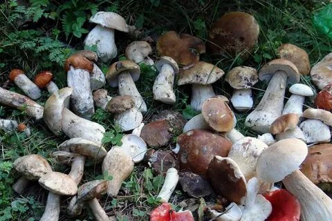 Грибы в новороссийске