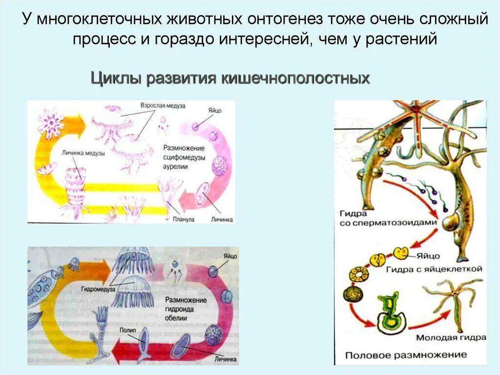 Онтогенез книги. Онтогенез многоклеточных животных. Онтогенез растений. Онтогенез многоклеточных организмов. Цикл развития гидры.