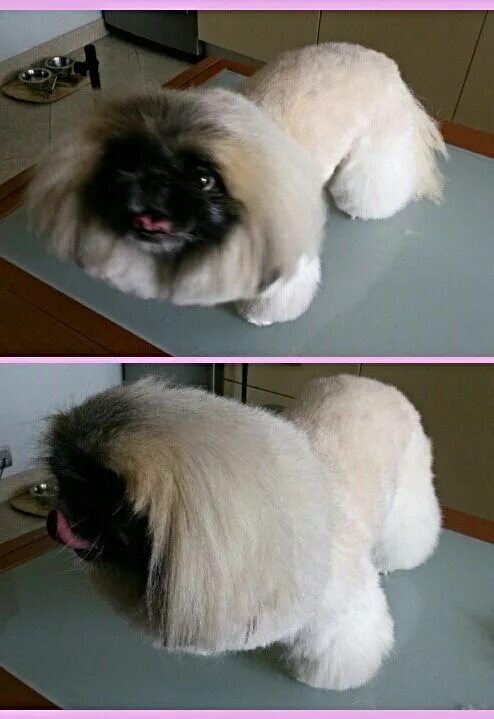 Королевский пекинес стриженный. Пекинес стрижка лев. Стрижка пекинеса. Пекинес стрижка лев. Стрижка пекинеса.