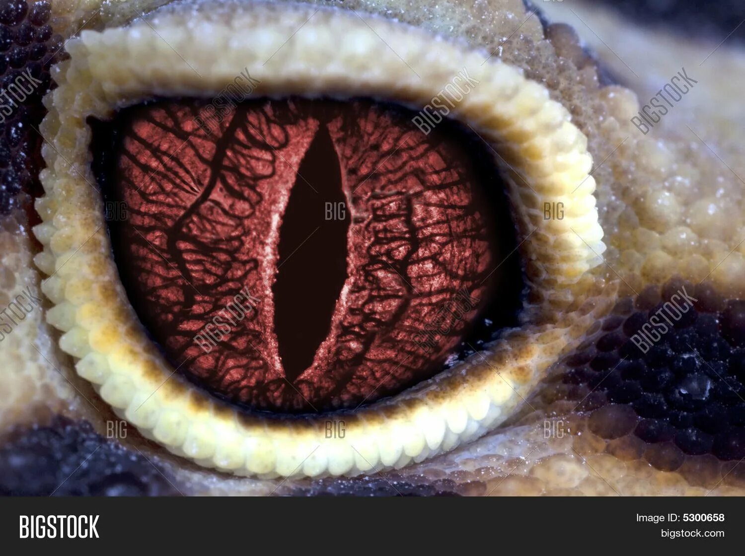 Какой элемент инфраглаза змеи выполняет. Глаза змей. Глаз рептилии. Глаз ящерицы.
