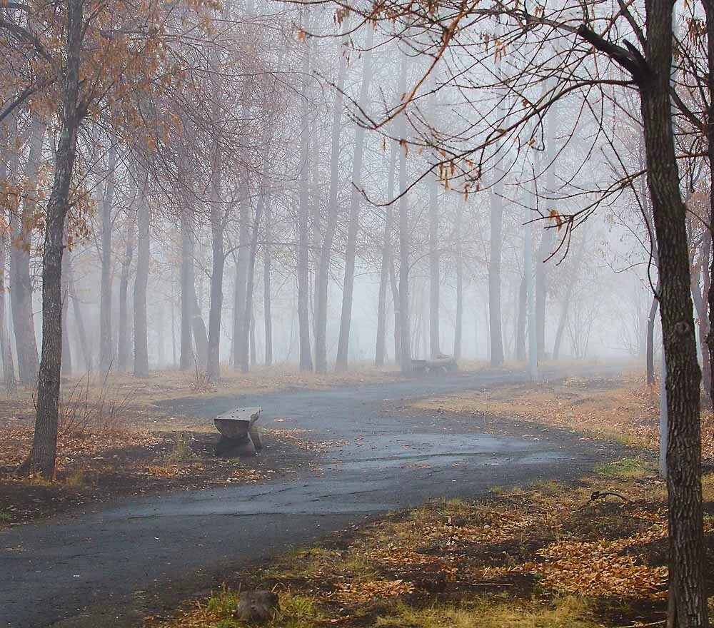 Поздняя осень. Печальный пейзаж. Грустная осень. Унылый осенний пейзаж. Серый день и серый ветер