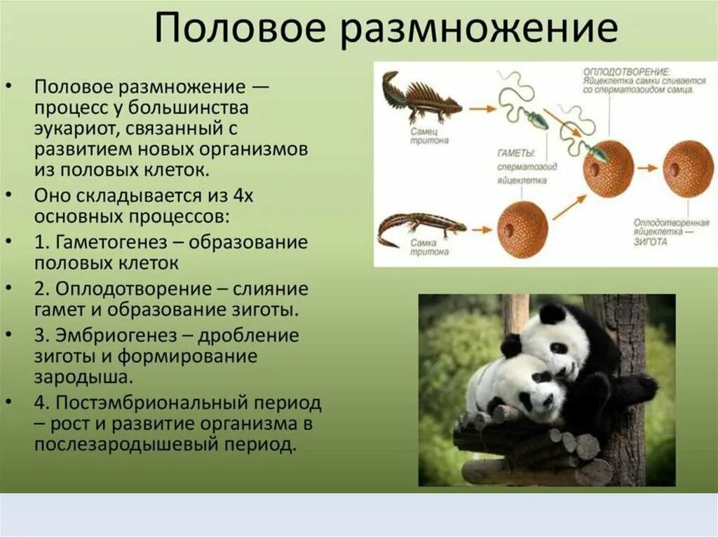 Тест размножение и развитие организмов 10. Половое размножение организмов. Половое размножение с оплодотворением. Половое размножение животных схема. Размножение на организменном уровне.