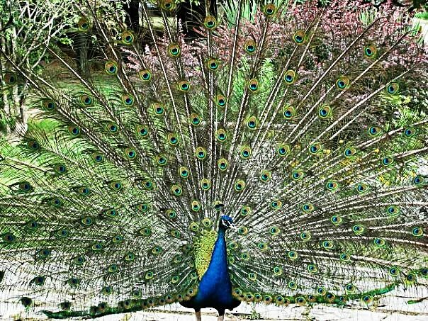 Джунгли логотип. Гринфилд (массачусетс). Цпкио им белоусова тула. Кисловодск осенью парк аллея. П.