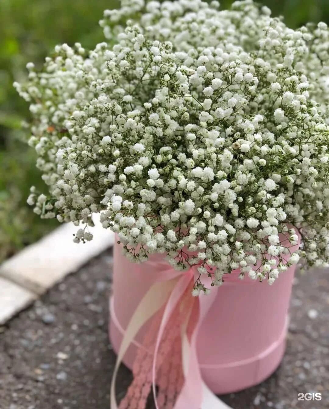 Гипсофила метельчатая (качим). Гипсофилы кыштым. Уход за гипсофилами. Уход за гипсофилами. Белая гипсофила букет невесты.