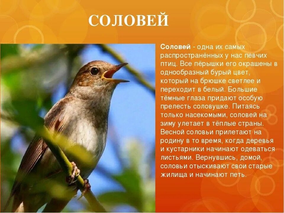 Расскажи птичку