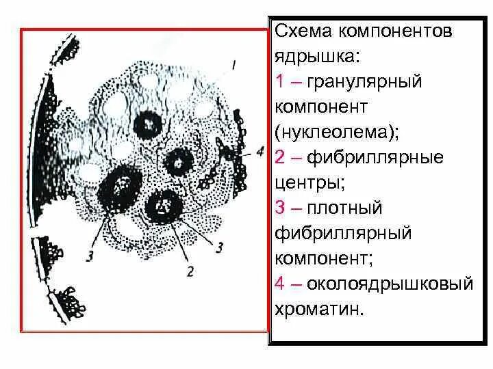 Строение ядрышка гистология. Схема компонентов ядрышка. Ядро и ядрышко схема. Схема строения ядрышка ядрышковый организатор. Ядро клетки схема