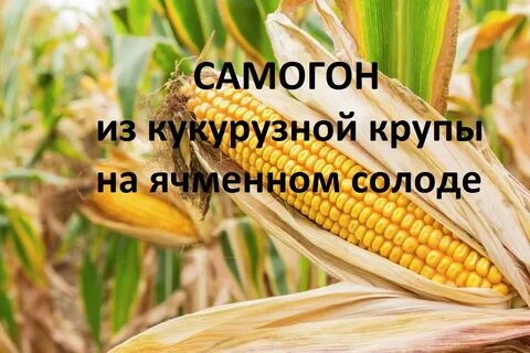 Одно из названий кукурузы 4