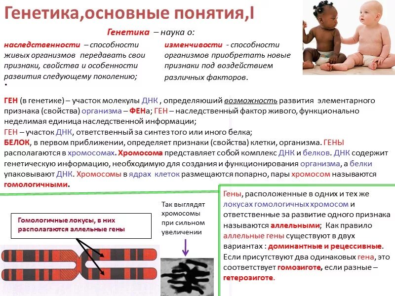 Основные генетические понятия. Фундаментальная генетика. Аллельные гены расположены в одной хромосоме. Основы генетики основные термины и понятия генетики.