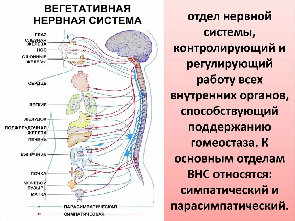 Расстройство вегетативной нервной системы у человека приводит. Что регулирует симпатический отдел вегетативной нервной системы. Дизрегуляция вегетативной нервной системы. Вегетативная нервная система поджелудочная железа. Нарушение вегетативной нервной системы.