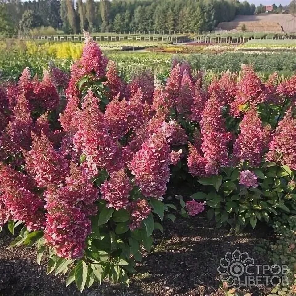 Купить Гортензия метельчатая Candlelight - Гортензия - GardenPlants