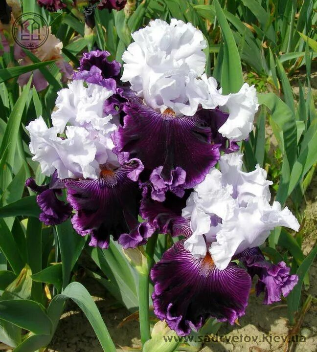 фильм где люди 4 пары сидят в ресторане и беседуют. встреча друзей в кафе. Dinner talk. ирис фаст сталкер. общение на вечеринке.