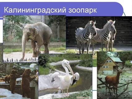 Презентация животные зоопарка