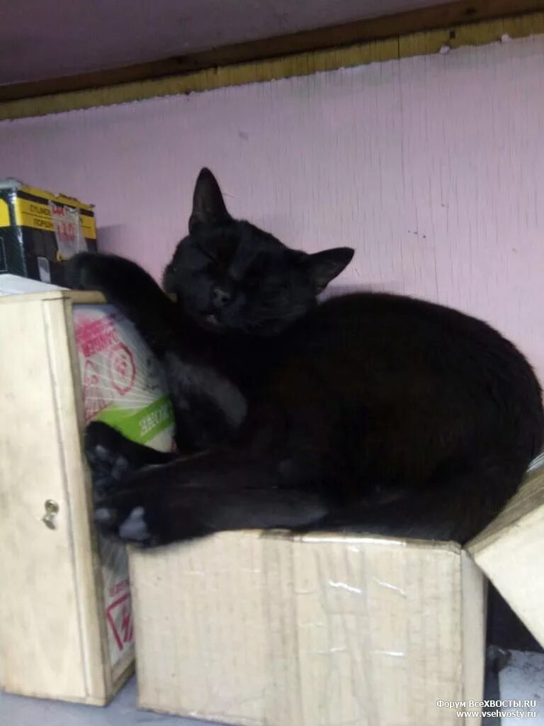 Черный котенок с ножом. Черные кошки спб. Черные коты потеряшки. Черные кошки спб. Черные кошки спб.