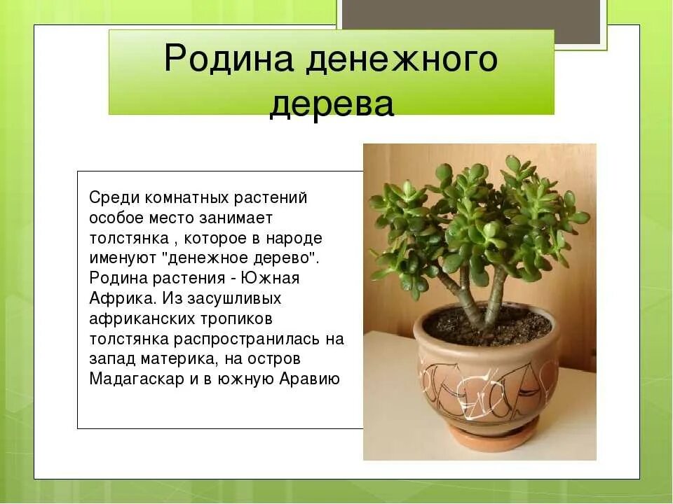 Строение листа толстянки