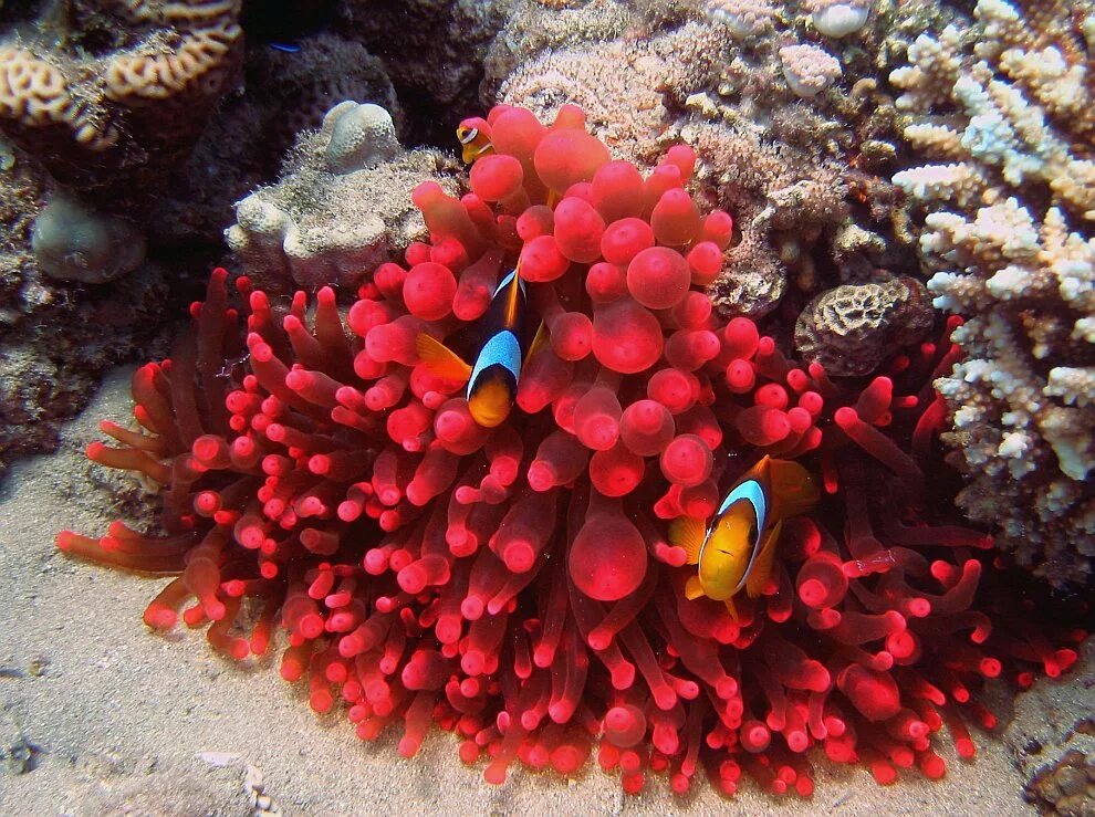 Coral reef s. Коралловые полипы красный коралл. Большой Барьерный риф коралловые полипы. Мягкие кораллы в барьерном рифе. Кораллы-актинии в Красном море.