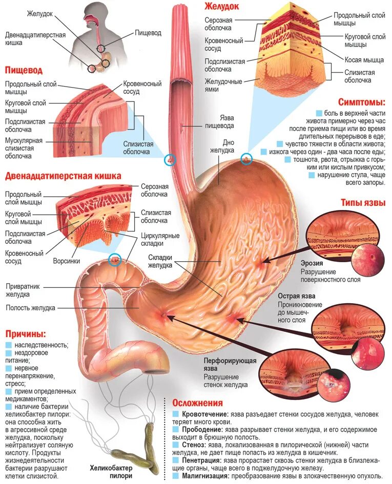 Ощущение желудка причины. Строение желудка и двенадцатиперстной кишки.