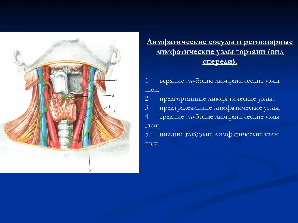 Строение шеи и горла. Строение мягких тканей шеи спереди. строение шеи человека и горла сзади. строение мышц шеи спереди лимфоузлы. анатомическое строение шеи сбоку.