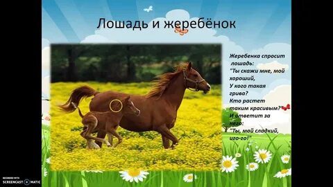 Спрашивать конь