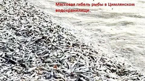 Рыба цаца цимлянская