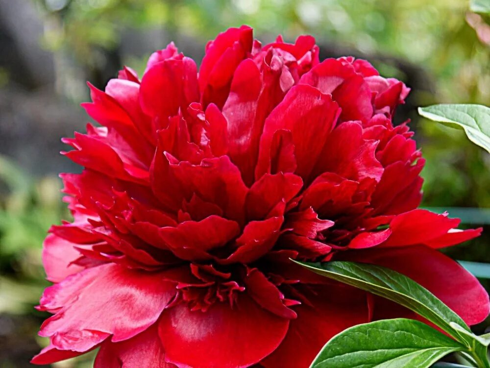 Пион молочноцветковый ред Дабл. Пион (Paeonia) Double Red. Пион ред Дабл Red Double. Пион травянистый 'Double Red'. Сорта красных пионов