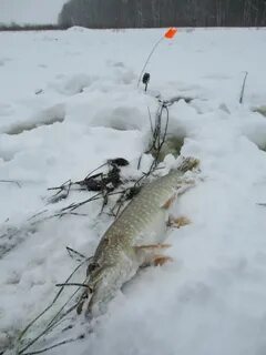 Клюет ли щука в апреле