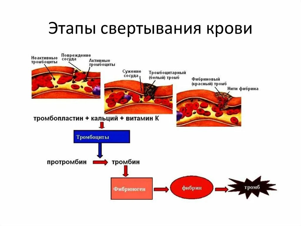 Функция свертывания крови выполняют. Процесс свертывания крови. Фазы свертывания крови. Стадии свертывания крови.