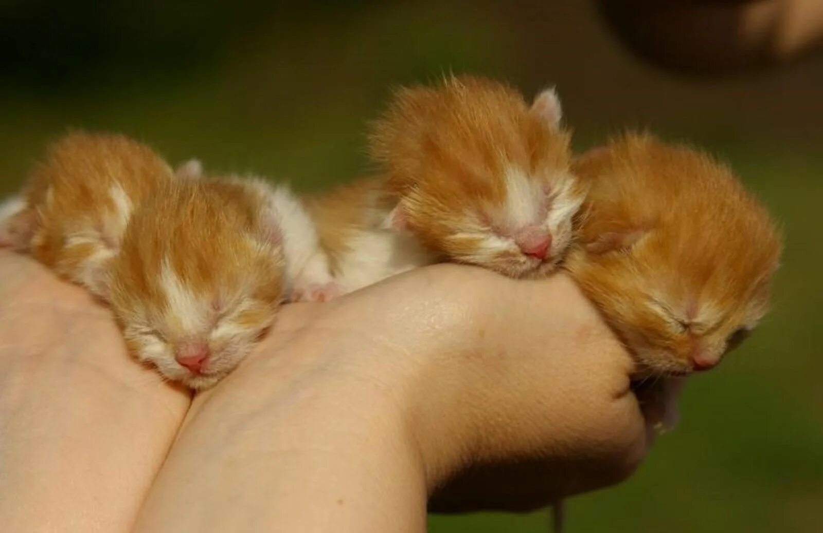 Сколько котят у рыжей кошки. Рыжий котёнок. Новорожденные котята. Рыжие Новорожденные котята. Новорожденный котенок.