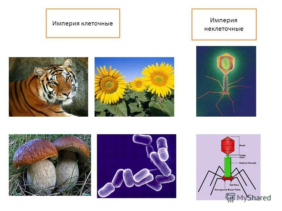 империя клеточные включает
