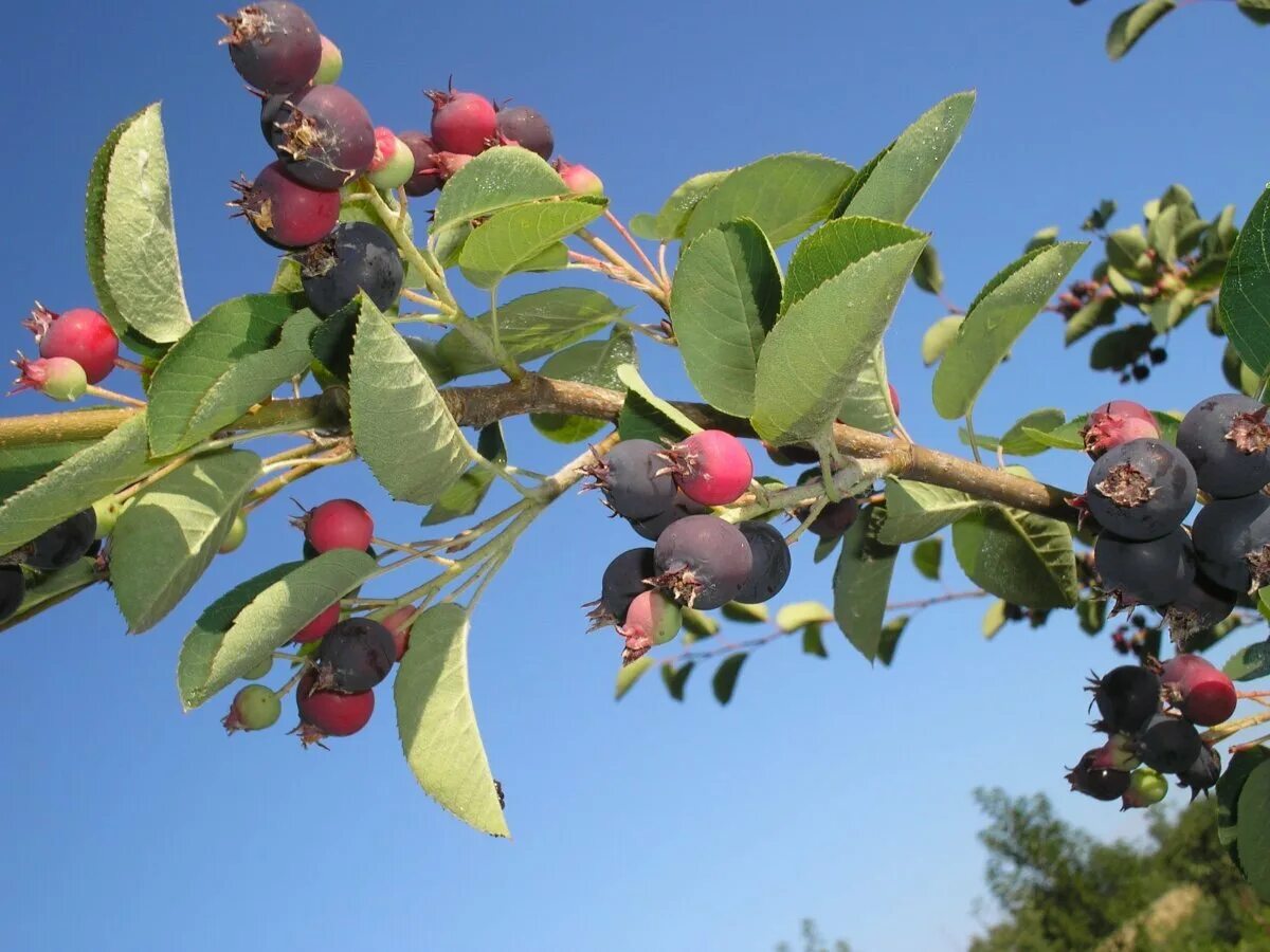 Ирга при сахарном диабете. Ирга колосистая amelanchier spicata. ирга канадская (amelanchier canadensis). ирга тиссен. ирга круглолистная (amelanchier ovalis).