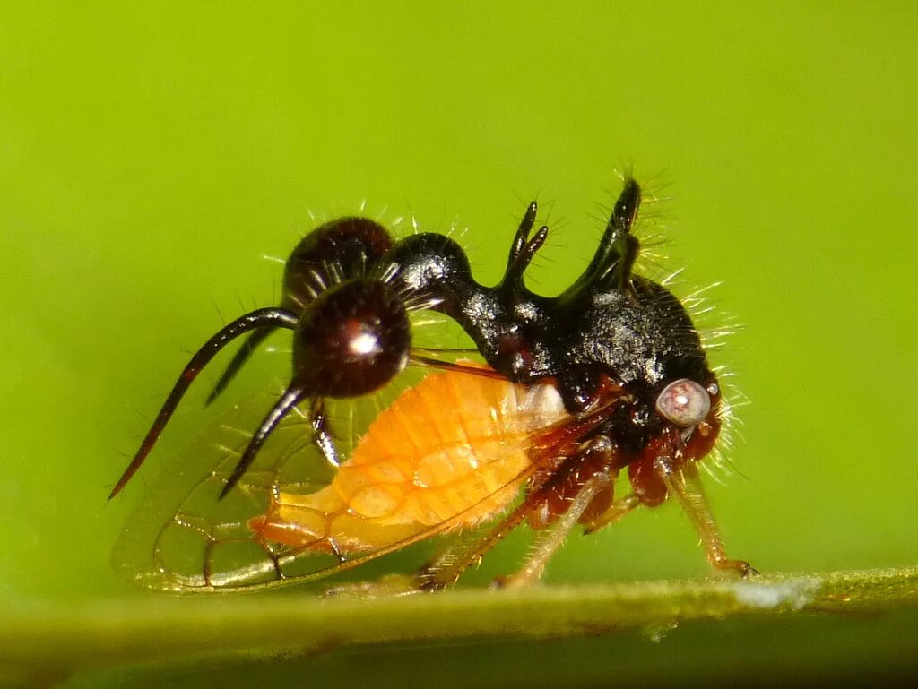 Бразильская горбатка. Cyphonia clavata. Жук Горбатка. Горбатка Cyphonia clavata. Жук Горбатка бразильская.