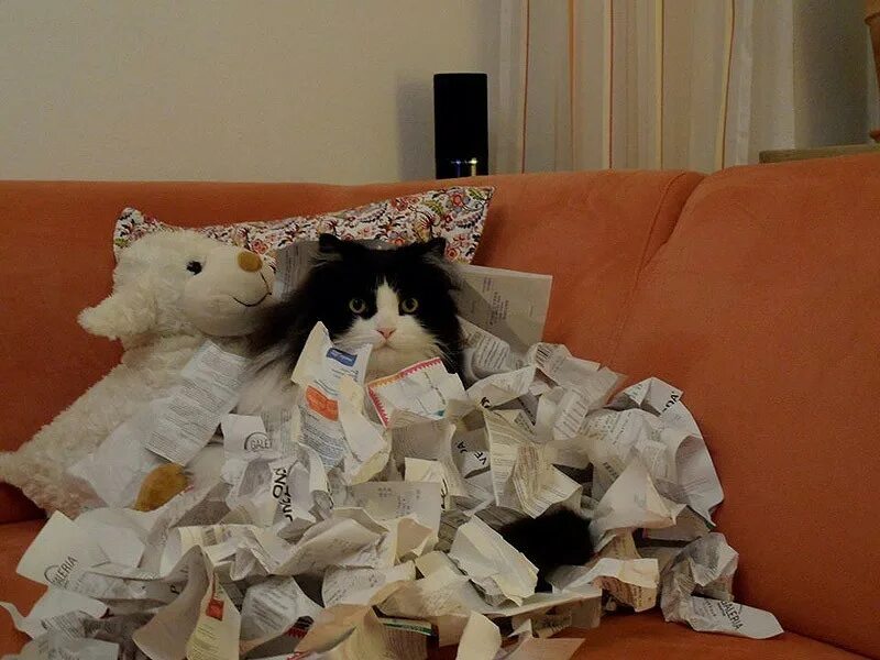 Сваленные в кучу. Кот заваленный бумагами. Кот с кучей бумаг. Кот с бумажками. Котик в куче бумаг.