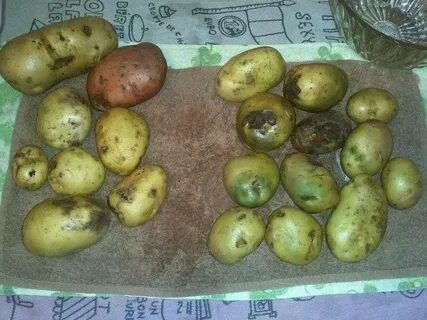 Можно ли есть позеленевшую на свету