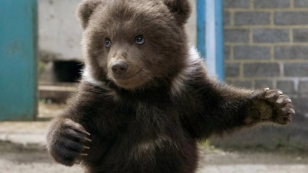 Красивый медвежонок. Покажи милых медведей. Бурый медвежонок. Покажи милых медведей. Медведь гризли маленький.