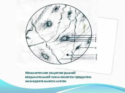 Что такое межклеточное вещество в биологии кратко