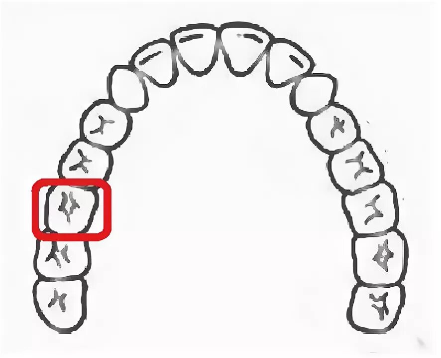 названия зубов с картинками. зубы нумерация у детей. шестерка зуб где. где находится 6 зуб снизу. 6 зуб снизу у детей.