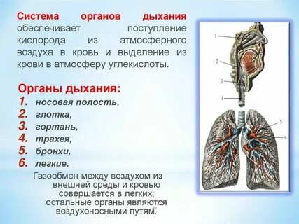 Кислород в воздухе в горах