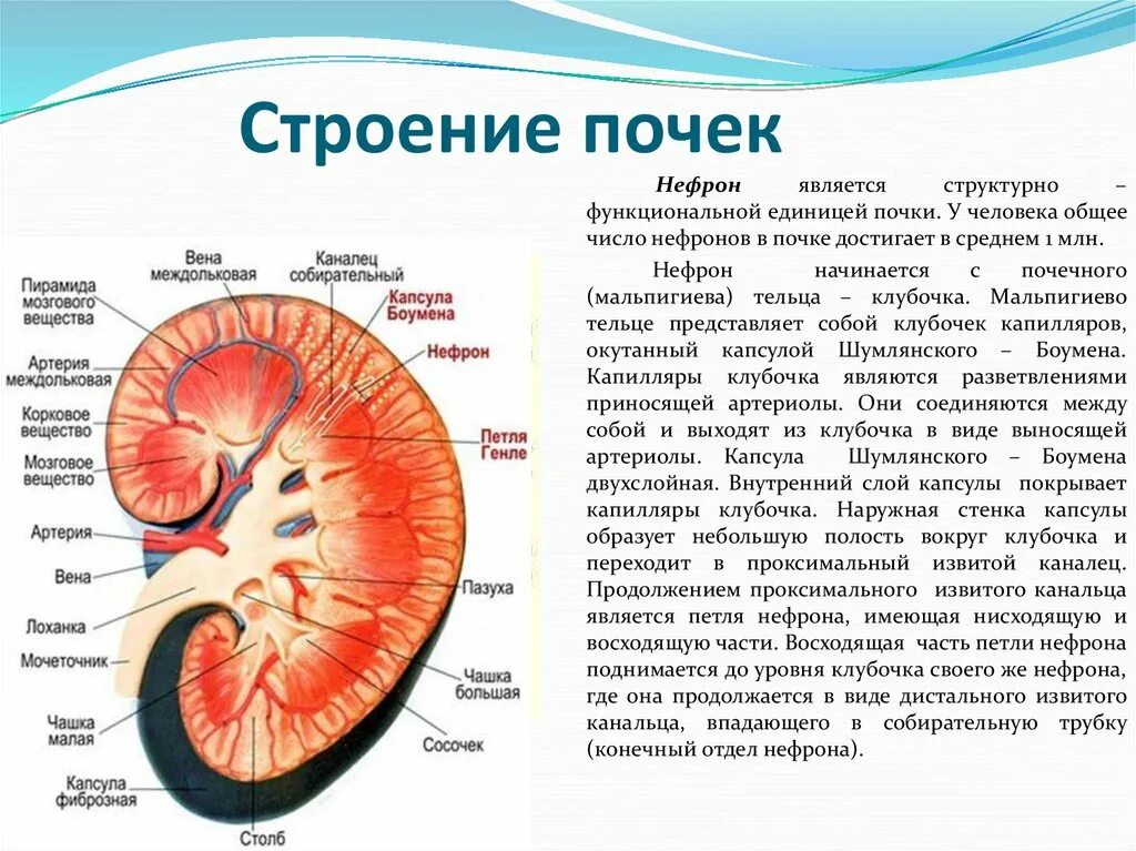 Полость лоханки. Где располагаются капсулы нефронов в почках. Капсулы нефронов в почке находятся. Строение почки капсула нефрона. Строение почки капсула.