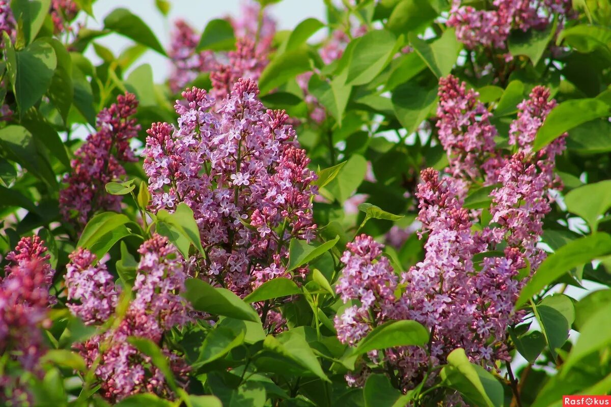 Сирень вольфа. Сирень вольфа куст. syringa wolfii. этюд сирень.