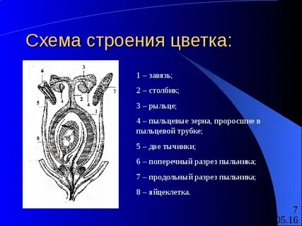 Рыльце строение