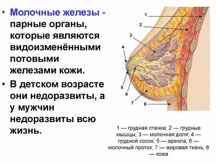 Железы после