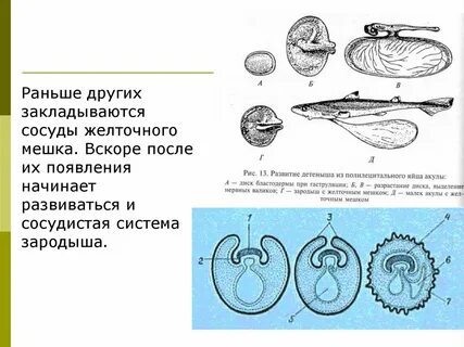 Развитие зародыша рыбы