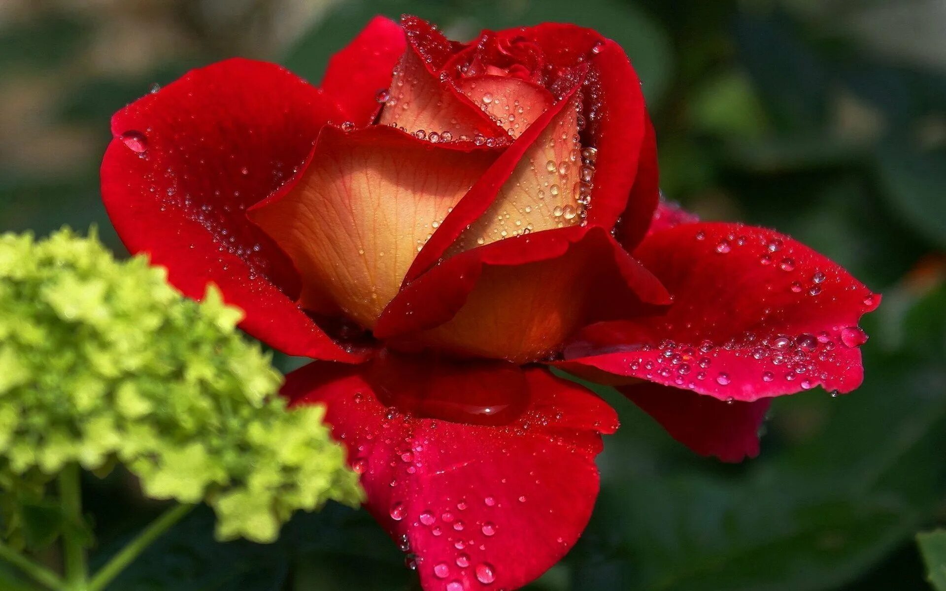 Очень прекрасные картинки. Очень красивые цветы. Красивые розы. Шикарные цветы. Самые красивые розы.