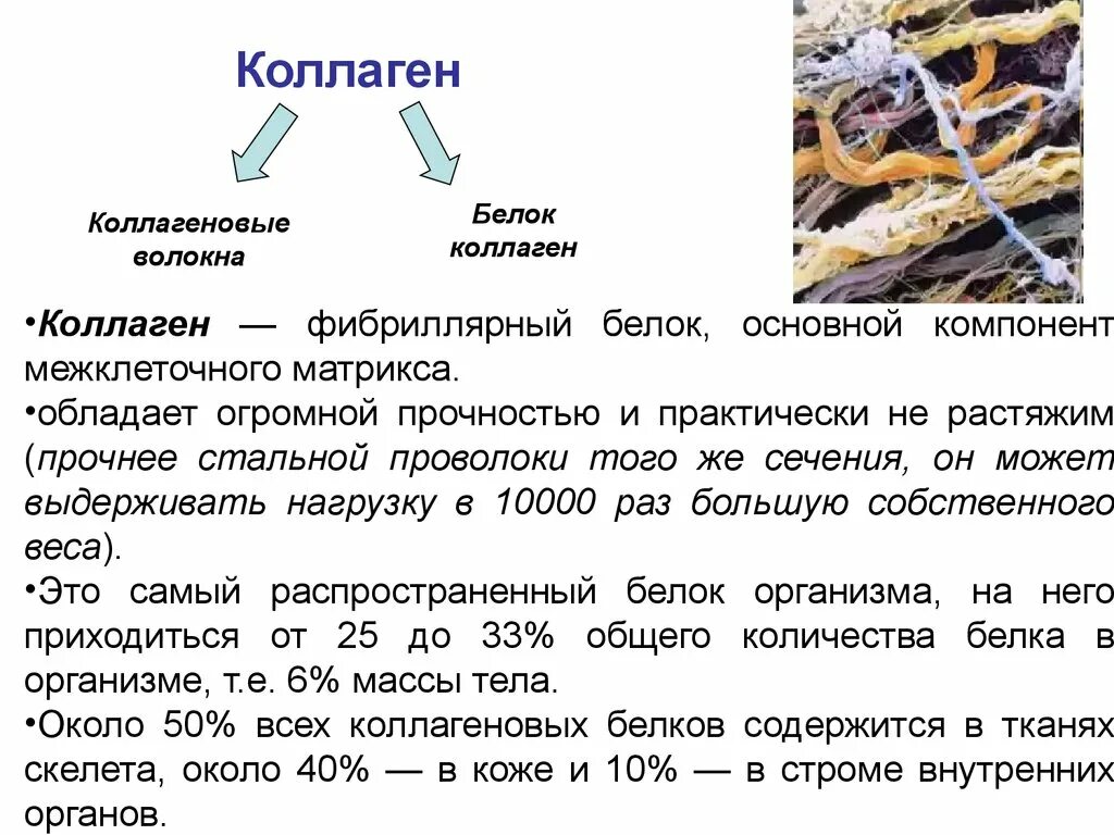 Строение и свойства белков соединительной ткани. Строение коллагенового волокна. Фибриллярные волокна соединительной ткани. Эластиновые волокна соединительной ткани.