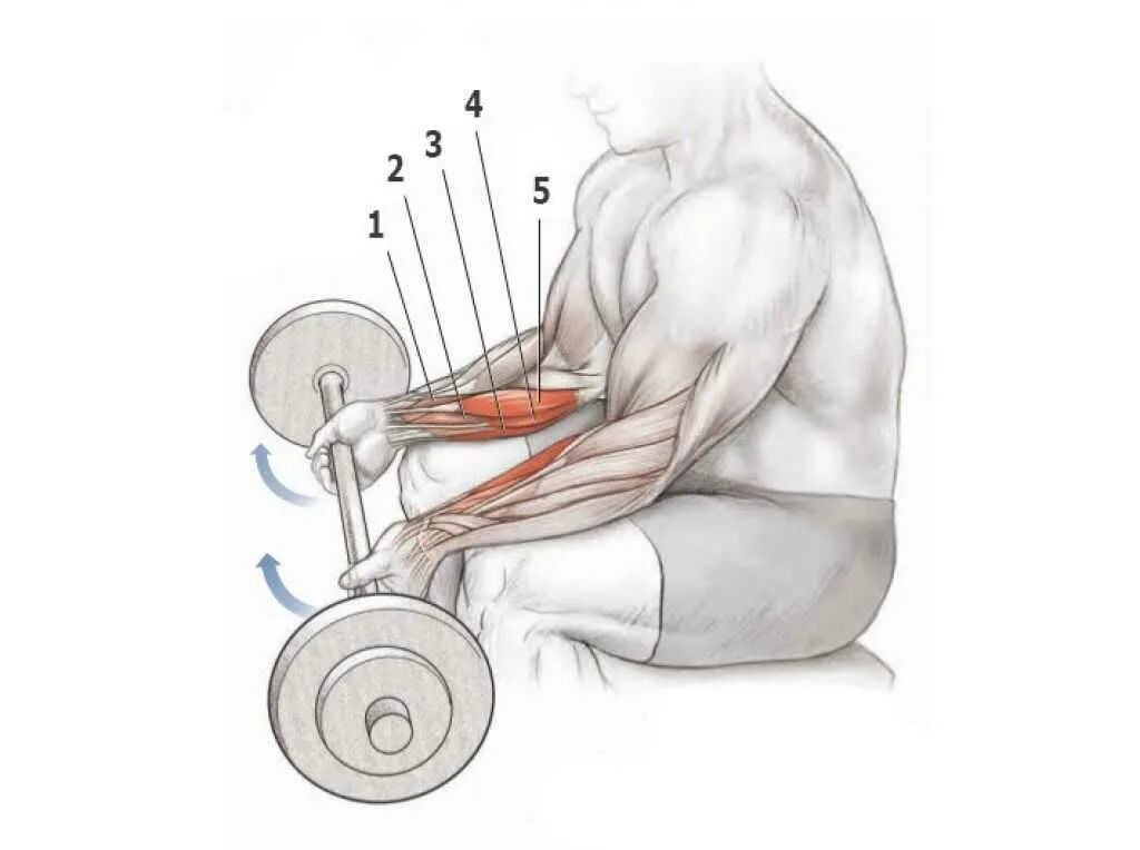 Гантели на кисть. Упражнения для мышц предплечья. Как прокачать предплечье гантелями. Паучье сгибание рук на бицепс. Как накачать мышцы запястья.